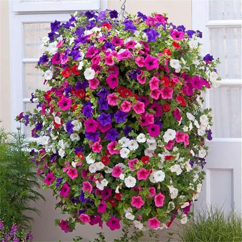 5200+ Petunia Seeds Grandiflora Flowers Mixed Rainbow Color for Bonsai Planting Home Garden House Plant Flower Seed Mix Color