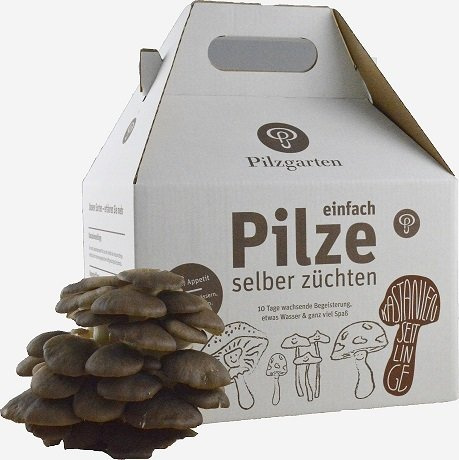 Pilzzucht-Set Kastanienseitling