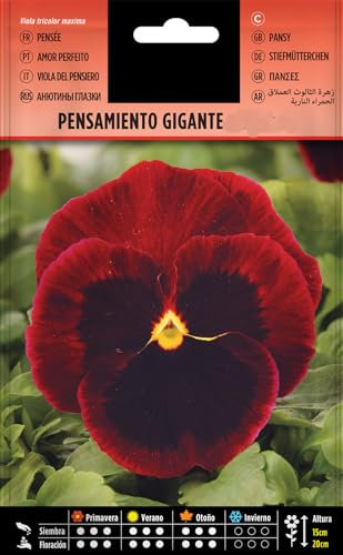 Semillas Pensamiento Gigante DECOALIVE Sobre de Semillas de Flores