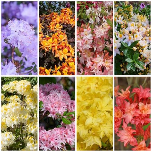 30 Pc Semillas Resistentes De Plantas De Azalea - Semillas De Rododendro, Semillas Orgánicas Variedades Antiguas, Plantas Arbóreas. Semillas De Árboles De Bonsais De Azalea, Semillas