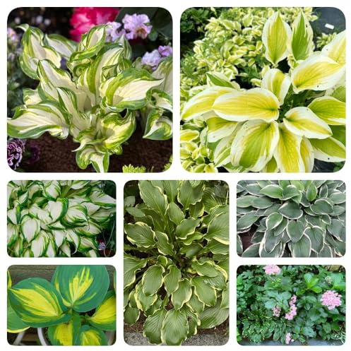 semi di hosta, esotiche Hosta plantaginea, rare perenni regali per gli amanti del giardino acquistare hosta semi di decorazione floreale 150pcs