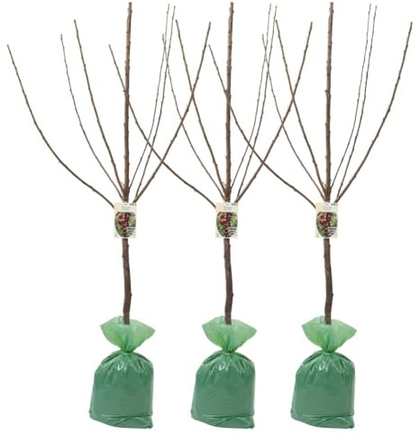 Arbres fruitiers XXL Lot de 3 cerises douces