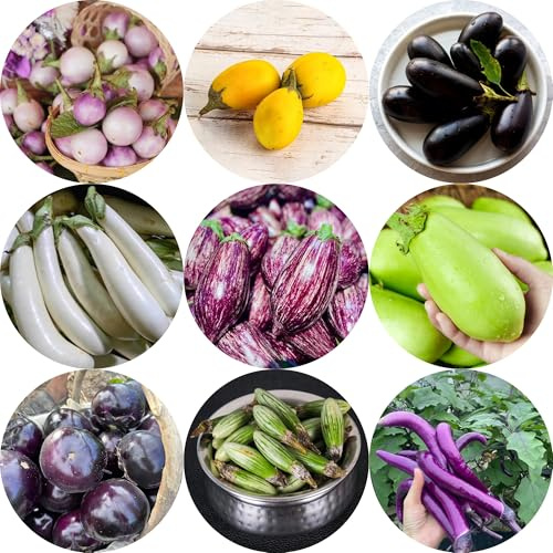 berenjenas berenjenas semillas de hortalizas orgánicas, variedades tradicionales semillas de hortalizas resistentes Comprar invierno decoraciones jardín 500semillas