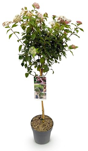 GreenboutiQ - Gartenpflanze - Viburnum tinus Eve Price - Stamm-Pflanze - Terrassenpflanze - Immergrün - Wenig Pflege - Topf 19cm Höhe 90cm