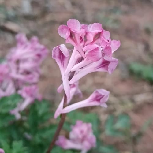 semi di speronella esotiche resistenti speronella di selvatici perenni resistenti primaverili, giardino roccioso da giardino, 250pcs