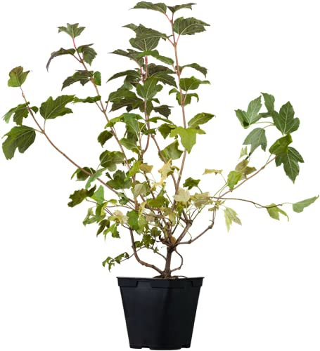 Viburnum opulus 60–100 cm – Winterhart, Mehrjährig, Pflegeleicht – Gemeiner Schneeball – Heckenpflanze für Garten & Sichtschutz