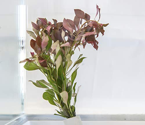 PondPlantsUK - Mixed Tropical Live Aquarium Plants (25 Strand Ringed Ludwigia Reptens)