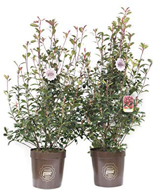 Photinia x fraseri 'Carrè Rouge', Cespuglio, Pianta vera in vaso Vannucci Piante, Pianta da terrazzo (cod. 8) (2x)