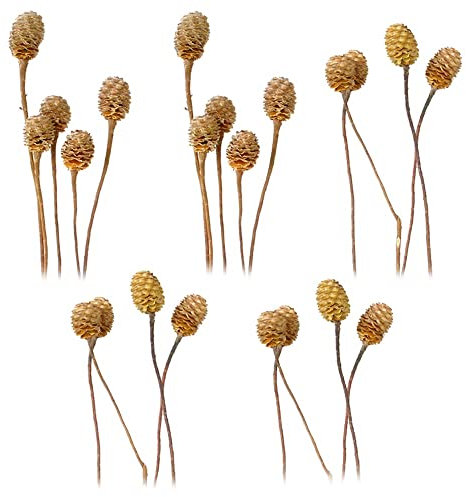 matches21 Sabulosumzweige 4-6 Köpfe Trockenblumen Naturdeko Blumen Herbst getrocknet Bastelmaterial Natur hell 5er Set