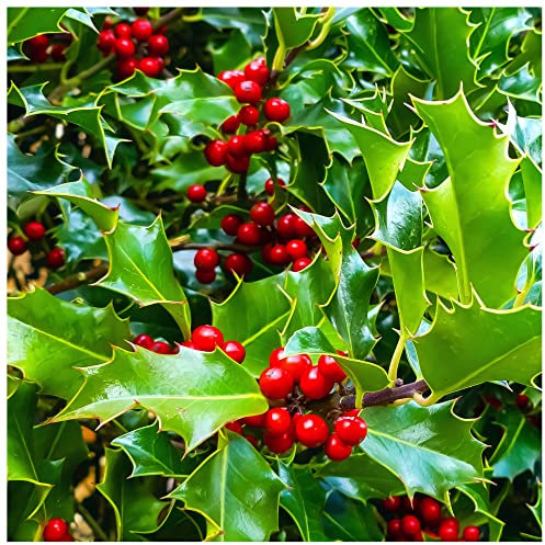 15 Common Holly Hedging Evergreen Plants, Ilex aquifolium 20-25cm in 9cm Pots 3fatpigs®