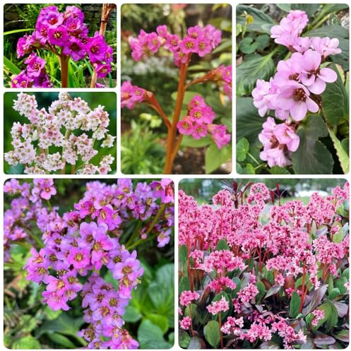 Semillas de otoño de Bergenia, perennes resistentes. Bergenia cordifolia - decoración de la sala de estar resistentes al exterior 200pcs
