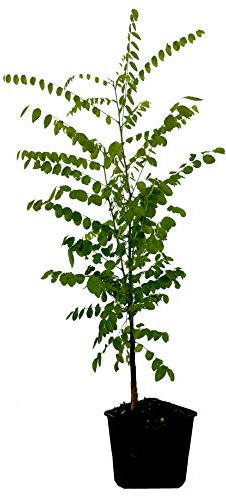 Seedeo® Japanische Schnurbaum (Sophora Japonica) ca. 50 cm hoch