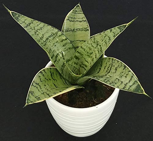 POWERS TO FLOWERS - SANSEVERIA TRIFASCIATA SEAFOAM IN VASO CERAMICA BIANCO RIGATO, pianta vera