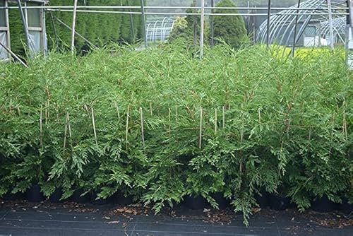 3-4ft Leylandii Green Hedging Conifers, 2ltr pots, Evergreen Hedging (2 Plants)