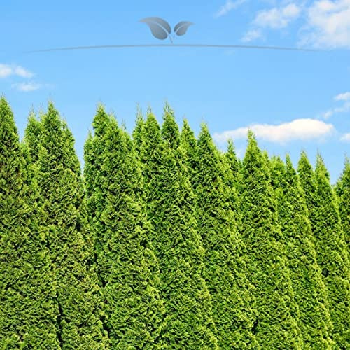 Gardline - Lebensbaum Thuja Smaragd 160-180 cm. 3-150 Thuja Pflanzen. Sichtschutz Hecke - 25 St. (ca. 11 Meter)
