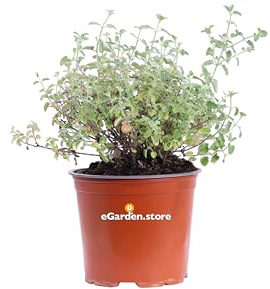 Pianta vera di Nepeta X Faassenii - Nepitella fiore color lavanda ornamentale tappezzante da esterno venduta da eGarden.store