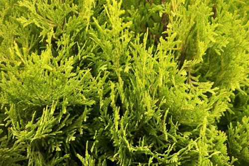 Thuja occidentalis 'Jantar' 80 cm Stammhöhe – Winterhart, Immergrün, Pflegeleicht – Lebensbaum – Heckenpflanze für Garten & Sichtschutz