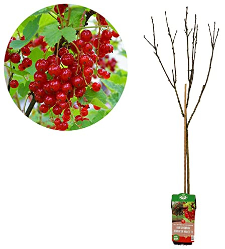 Ribes Rubrum - Grosella Roja Natural Planta de Cultivo Exterior Ideal para Jardines o Terrazas