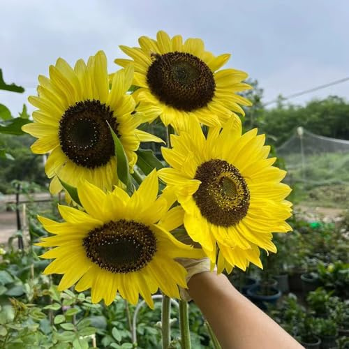 sonnenblumen - bodendecker stauden balkongarten zimmerpflanze schnittblumen topfpflanzen deko büro gewächshaus balkon garten seltene steingarten gartenblumen balkonblumen bio 420samen