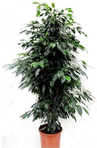 Ficus benjamina Natural Árbol de Interior de 100cm de Altura