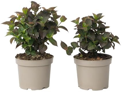 Plant in a Box - Ortensia - 2 Pezzi - Hydrangea 'Dare Devil' - Altezza 25-40cm - ⌀19cm