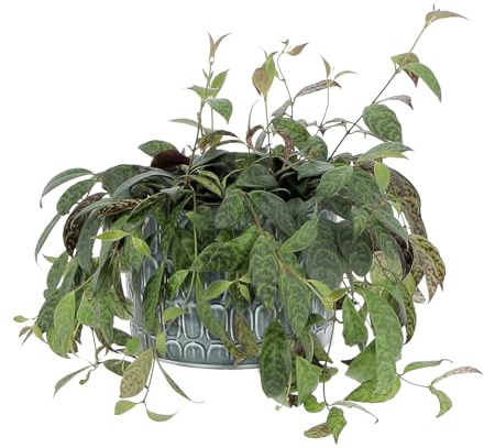 KENTIS - Aeschynanthus Marmoratus - Pianta Eschinanto - Piante Pendenti Vere da Interno - Pianta Ornamentale da Appartamento - Vaso Ø 17 cm