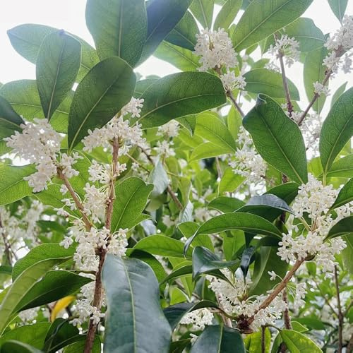 semillas de osmanto resistentes, decorativas, osmanto fragrans de jardín, arbustos ación resistente arbustos 40pcs