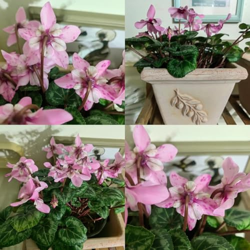 semi di ciclamino da appartamento resistenti per il giardino, resistenti di ciclamino ornamentali, decorazione, ombra 400pcs