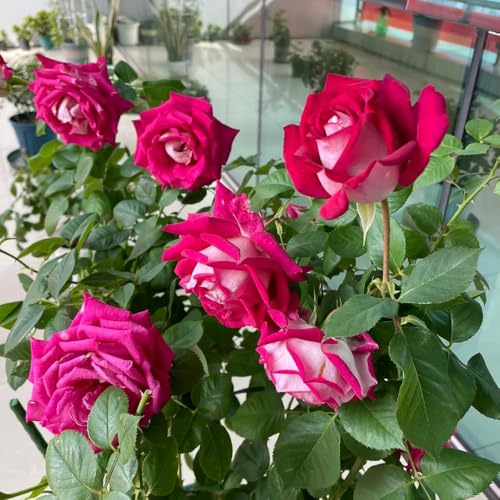 semillas de rosal, rosal trepador Decoración, para lugares soleados, decorativas, cortadas Decoración de jardín para exteriores, 500pcs
