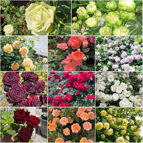 semillas de rosal trepador de rosas, seto jardín balcón invernadero trepadora con verano rápido crecimiento trepadora 150pcs