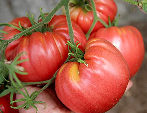 Tomate Oxheart Belmonte – Ochsenherz-Tomate – 10 Samen | Fleischig, aromatisch, ertragreich