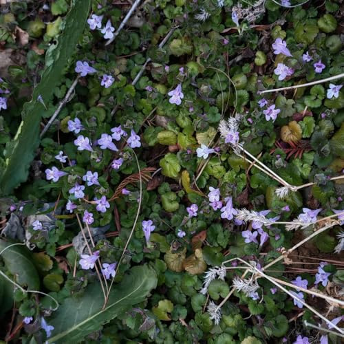 semillas de hiedra terrestre orgánicas de Glechoma hederacea primavera, resistentes exóticas resistentes semillas 100pcs