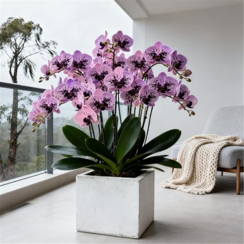 Varietà rara - Orchidea Cymbidium perenne resistente al freddo - Rizoma di orchidea Cymbidium - Decorazione per scrivania e davanzale-3 PCS-I