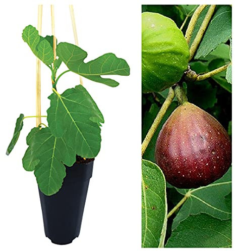 Carbeth Plants Ficus Carica 'Brown Turkey' - Fig Fruit Tree in A 2L Pot - Miniature Patio Fruit Trees - Figs Outdoor and Garden Tree