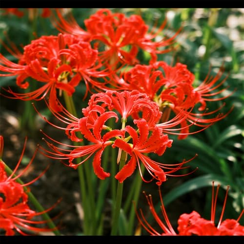 Lycoris perenne/Varietà classica di Lycoris/Tollerante al freddo e all'ombra/Adatta per l'arredo paesaggistico di giardini e parchi-4 PCS-E