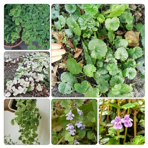 edera terrestre semi di giardino, autunnale, giardino decorazione 400pcs