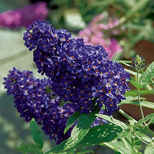 Schmetterlingsflieder BUZZ Midnight - Sommerflieder (Buddleja) Pflanze in blau-lila halbschattig und winterhart - Flieder-Strauch von Garten Schlüter
