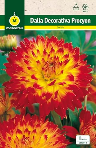 Mascarell Semillas, DALIA DEC. PROCYON, Semillas Bulbosas, Bulbos de Flores Primavera Fácil de Cultivar, Bolsa 1 Bulbo