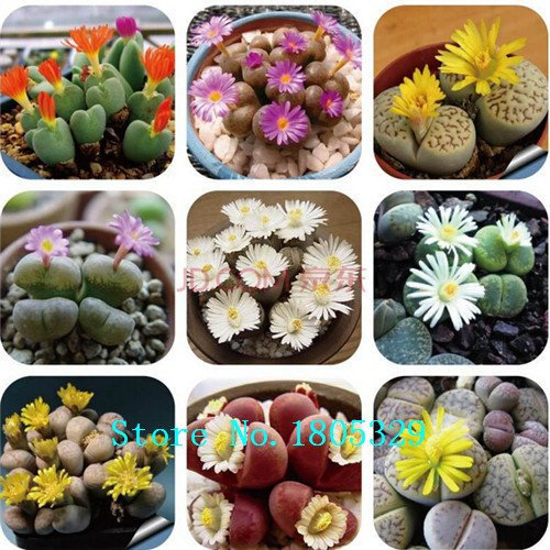 Graines D'Hémérocalles Hémérocalles Graines D'Hémérocalles Primal Scream Graines D'Hémérocalles Fulva Graines De Fleurs D'Oranger Plantes Couvre-Sol