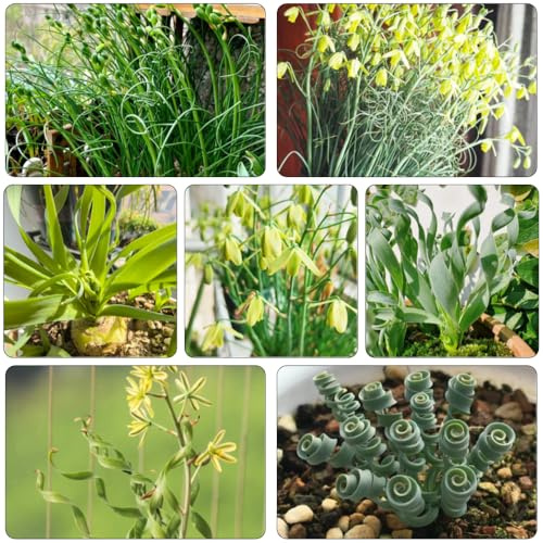 albuca spiralis - kletterpflanze winterharte kübelpflanzen topfpflanzen draußen winterhart gartenkräuter Frühlingsgras dachbegrünung pflanzenkübel hochbeete für garten zimmerbonsai 350samen