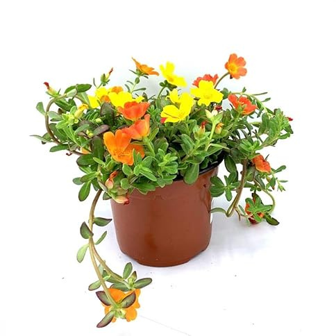 Verdolaga Natural: Planta Viva de Verdolaga Fresca y Llena de Sabor