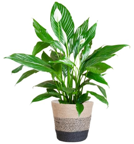 Spathiphyllum con cesta Lisbon negro - 70-80cm - Ø21cm - Planta de interior - Hojas perennes