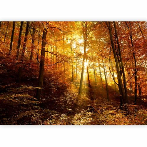 Fotomural 400x280 cm ! Top - Papel tejido-no tejido. Fotomurales - Papel pintado - Foresta Naturalezaaleza Paisaje c-B-0139-a-a | Pared decorativos Murales moderna de Diseno Fotográfico - Bosque Naturaleza Paisaje