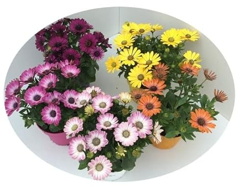 Dimorphoteca Pack de 5 Unidades de Plantas Naturales con Flor Margaritas para Jardín y Terraza