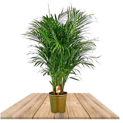 Areca de Salón Natural Palmera de interior de 100cm