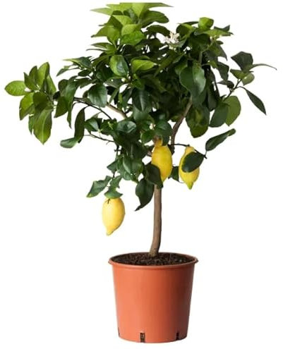 Árbol Limonero Natural Experiencia Mediterránea en tu Patio