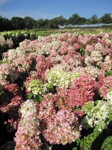 Rispenhortensie Diamant Rouge - Hydrangea paniculata - 40-60cm
