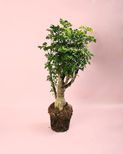 Bonsái Polyscias Fruticosa | Planta Naturales | Pur Plant
