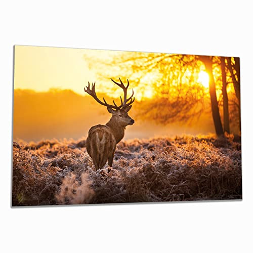 Wallario Herdabdeckplatte/Spritzschutz aus Glas, 1-teilig, 80x52cm, für Ceran- und Induktionsherde, stattlicher Rothirsch im Morgengrauen