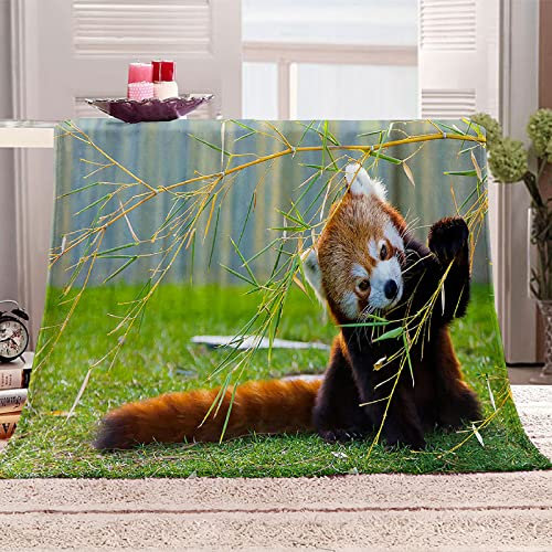 Boceoey Kuscheldecke Flauschig Roter Panda Decke Sofa Flanell Fleecedecke, Weich und Warme Decken als Sofadecke Wohndecke Couchdecke Tagesdecke, Leichte Decke 200x200 cm